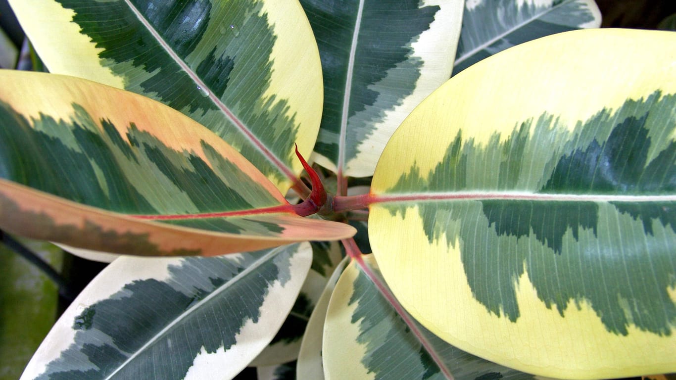 Gummibaum (Ficus variegata): Diese Sorte hat gelblich-weiß gefleckte Blätter.
