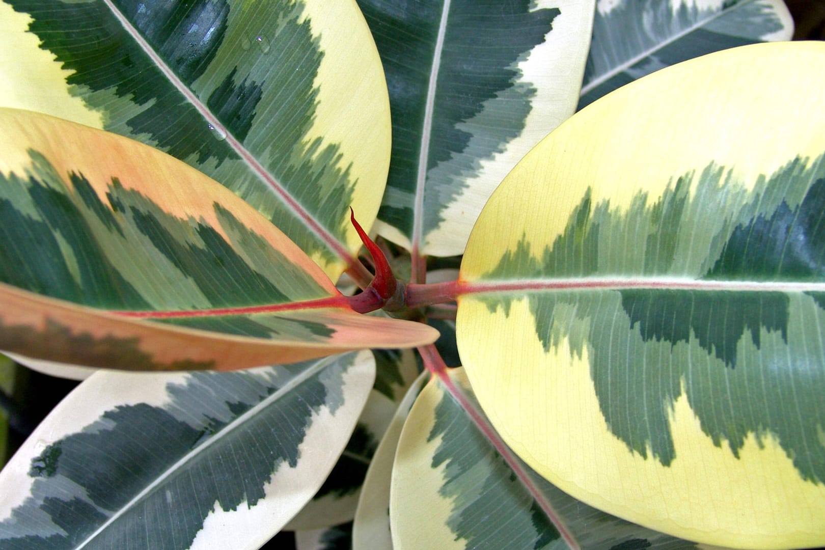 Gummibaum (Ficus variegata): Diese Sorte hat gelblich-weiß gefleckte Blätter.