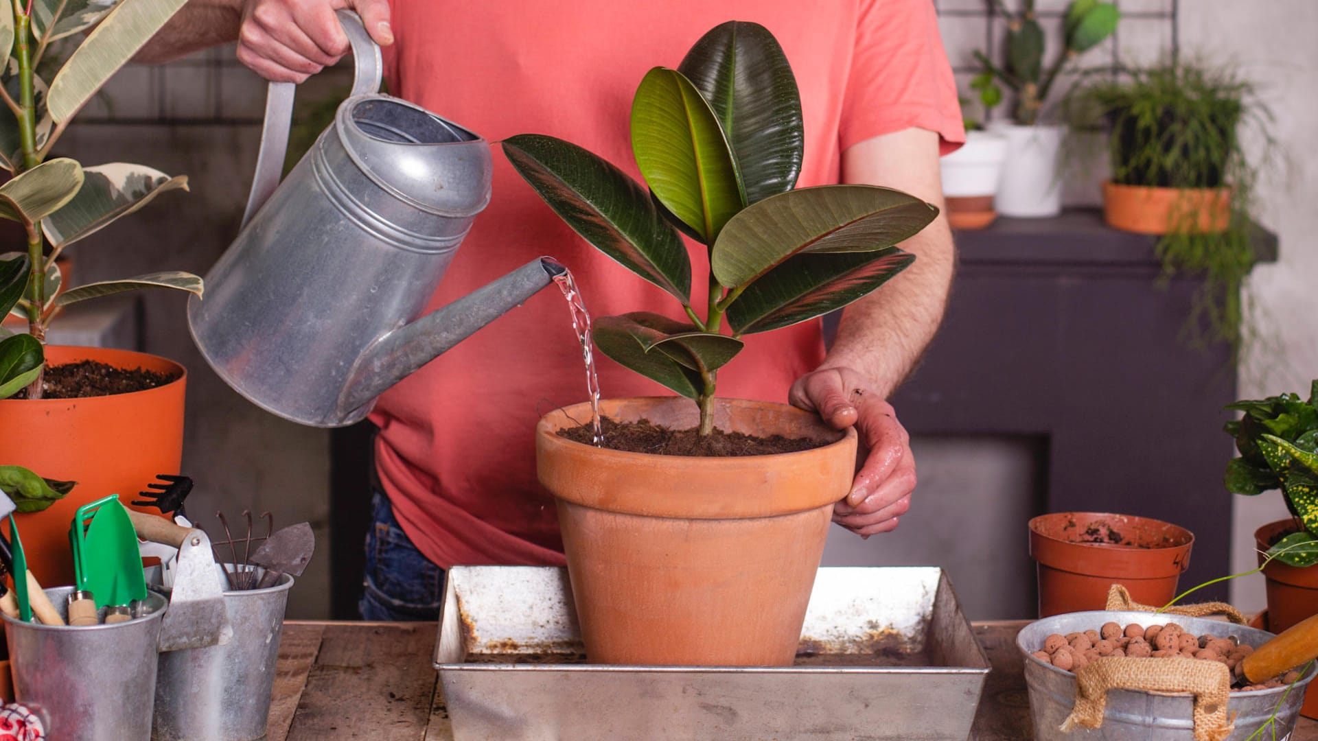 Gummibaum (Ficus elastica): Er sollte eher mäßig gegossen werden.