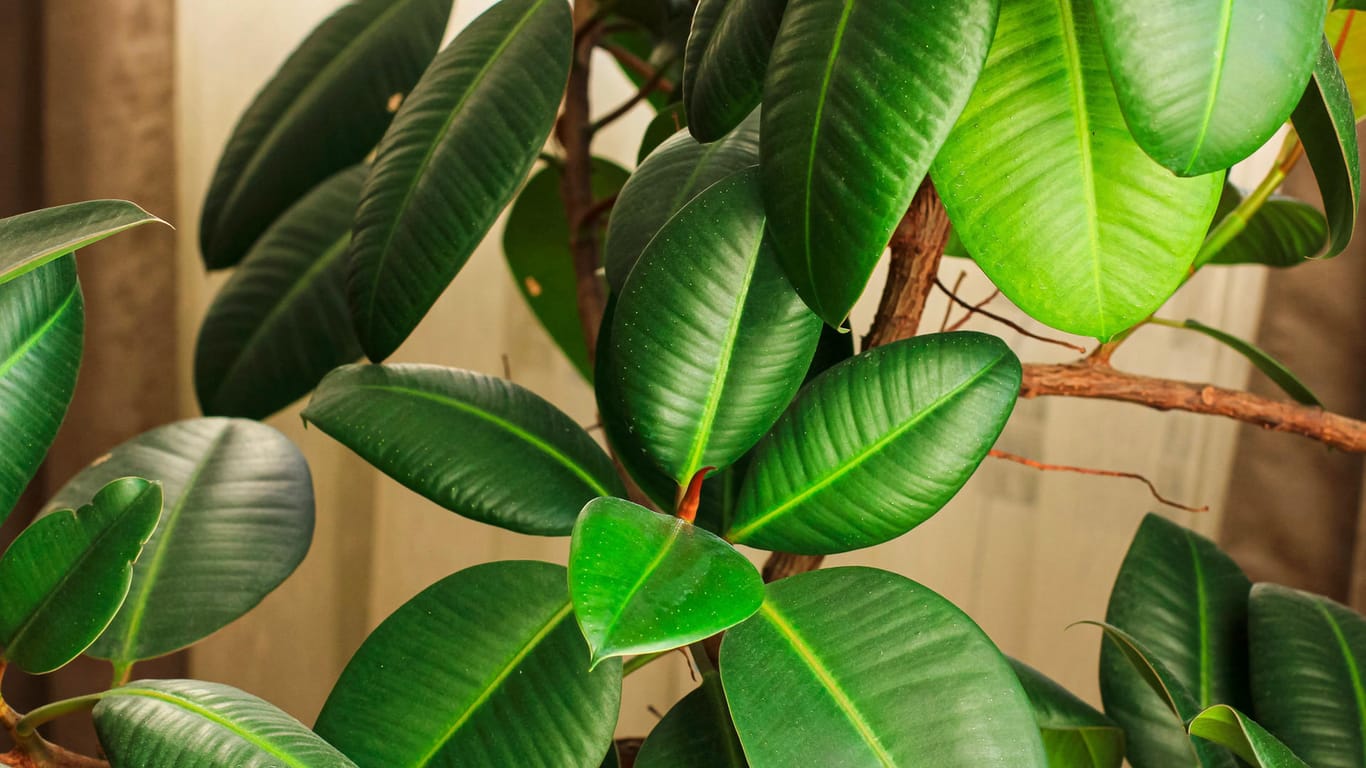 Gummibaum (Ficus elastica): Er gilt als Klassiker unter den Zimmerpflanzen.