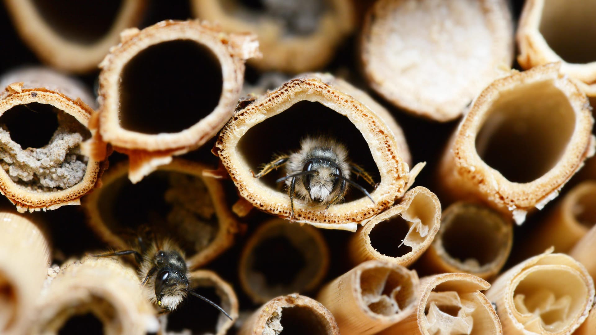 Insektenschutz: Ein Bienenhotel unterstützt die Bienen.