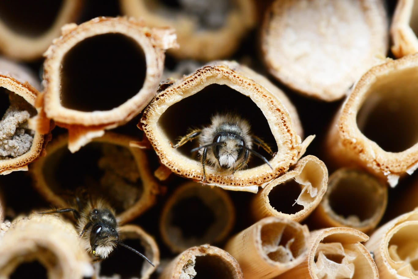 Insektenschutz: Ein Bienenhotel unterstützt die Bienen.
