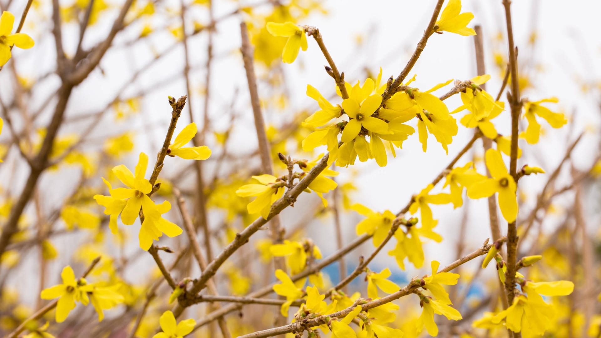 Forsythie: Sie ist auch als Goldflieder oder Goldglöckchen bekannt.