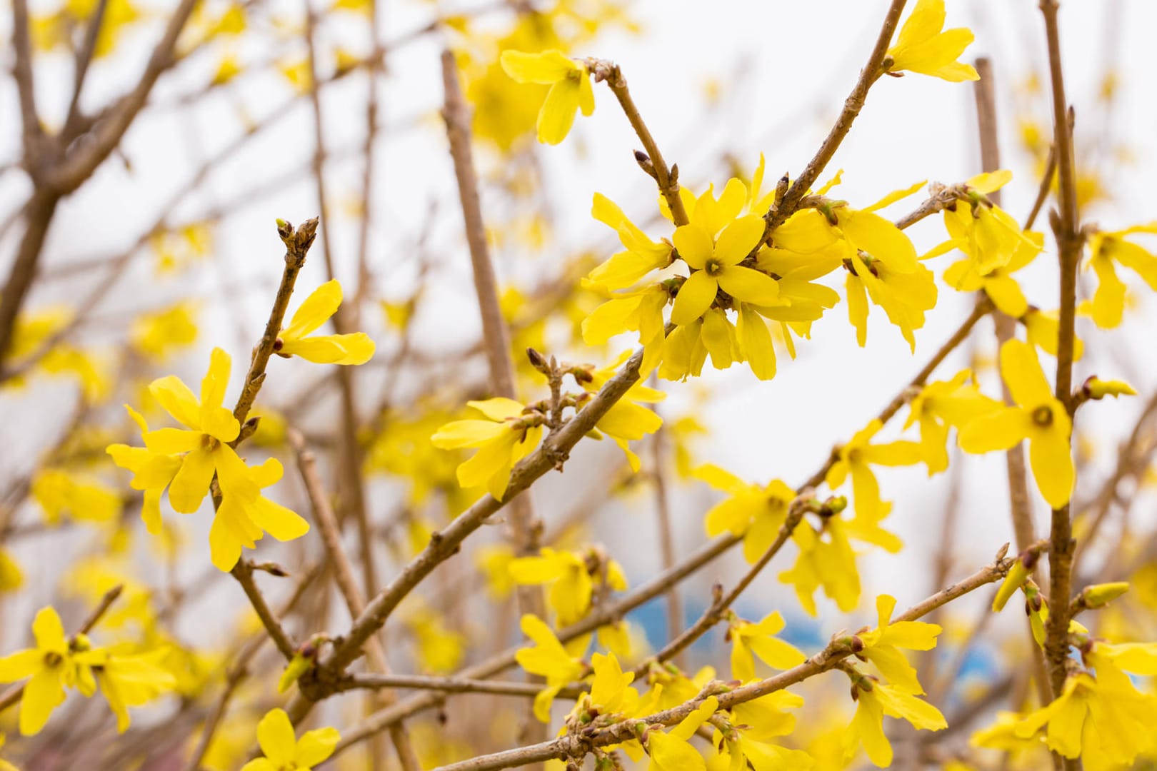 Forsythie: Sie ist auch als Goldflieder oder Goldglöckchen bekannt.