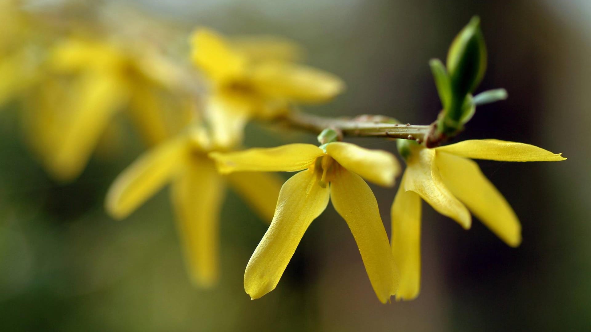 Forsythie: Sie produziert weder Nektar noch Pollen. Deshalb gilt sie als wenig nachhaltig.