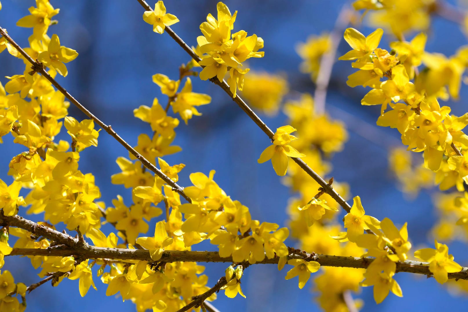 Forsythie: Der Zierstrauch enthält geringe Mengen giftiger Stoffe.