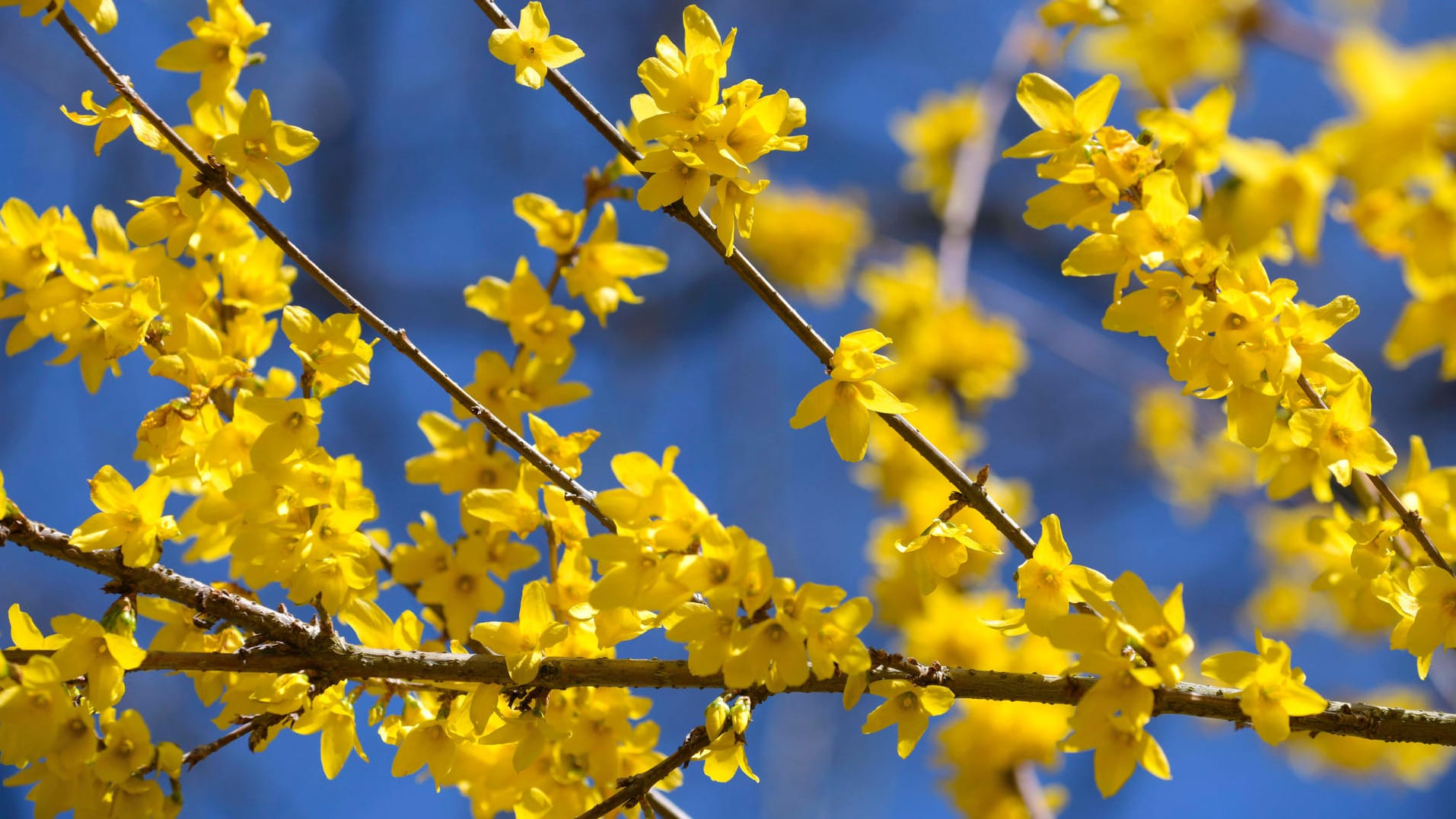 Forsythie: Der Zierstrauch enthält geringe Mengen giftiger Stoffe.