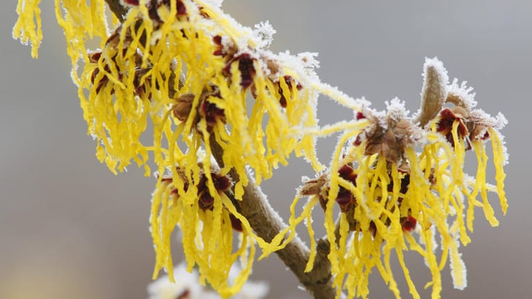 Hybrid-Zaubernuss (Hamamelis intermedia): Sie trotzt mit ihren Blüten Eis und Kälte.