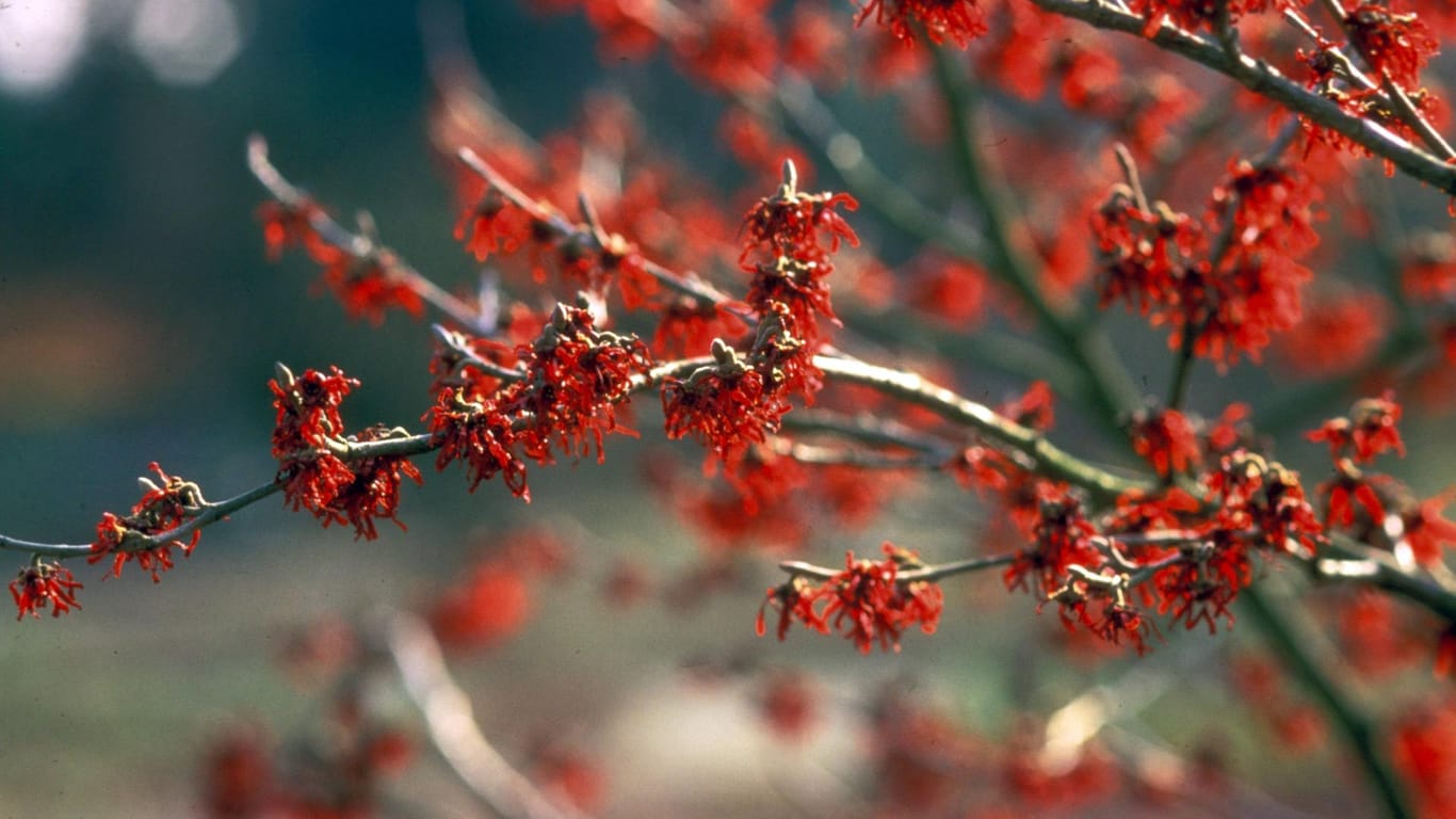 Hybrid-Zaubernuss (Hamamelis intermedia): Die Sorte 'Diane' zeigt im Februar feine, intensiv rote Blüten.