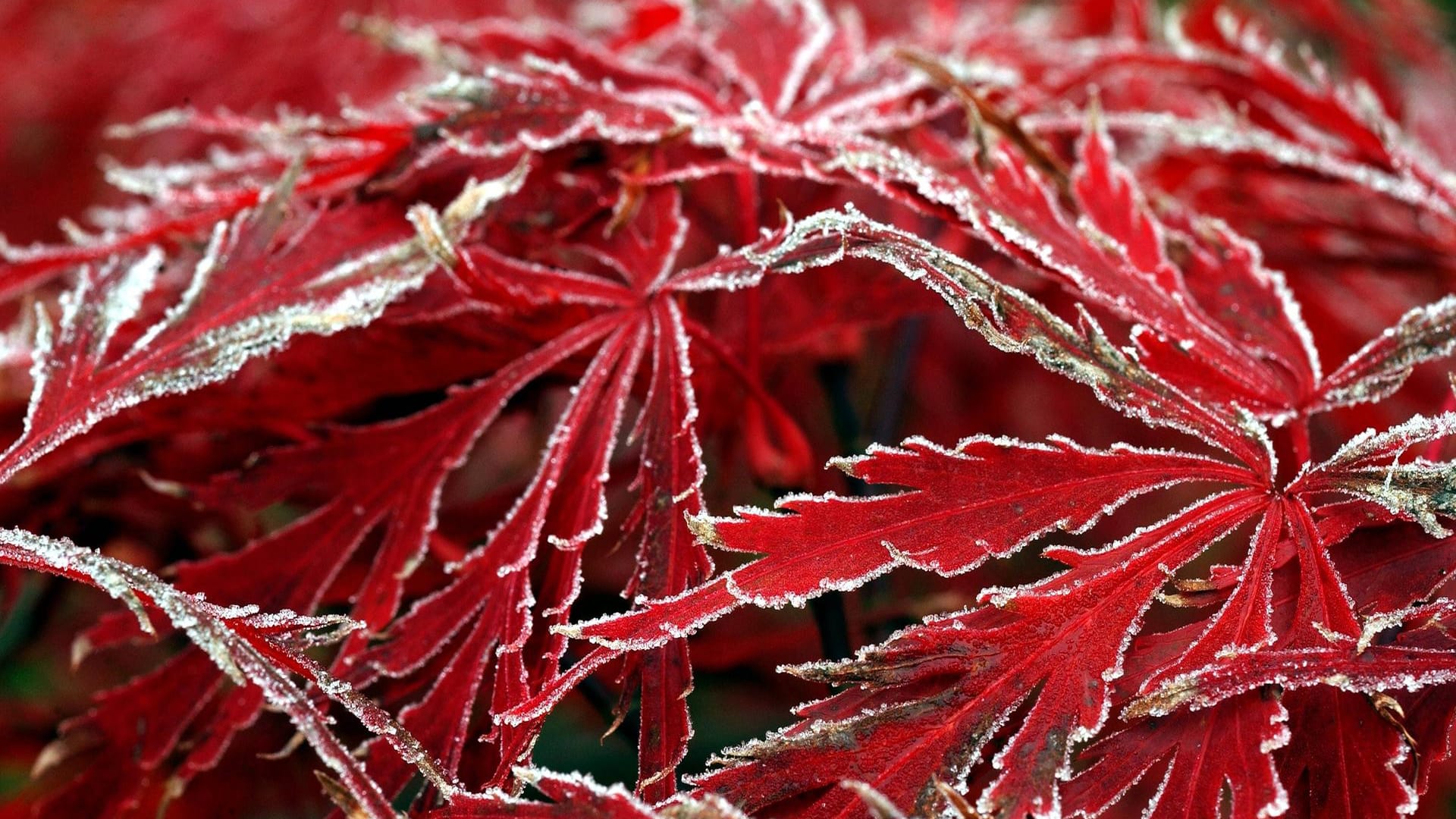 Japanischer Ahorn (Acer japonicum): Im Spätherbst legt sich Raureif auf die Blätter.