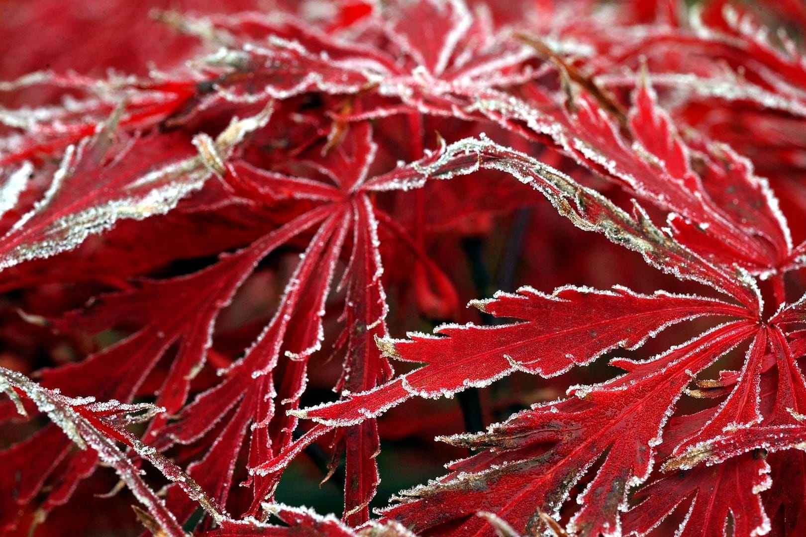 Japanischer Ahorn (Acer japonicum): Im Spätherbst legt sich Raureif auf die Blätter.