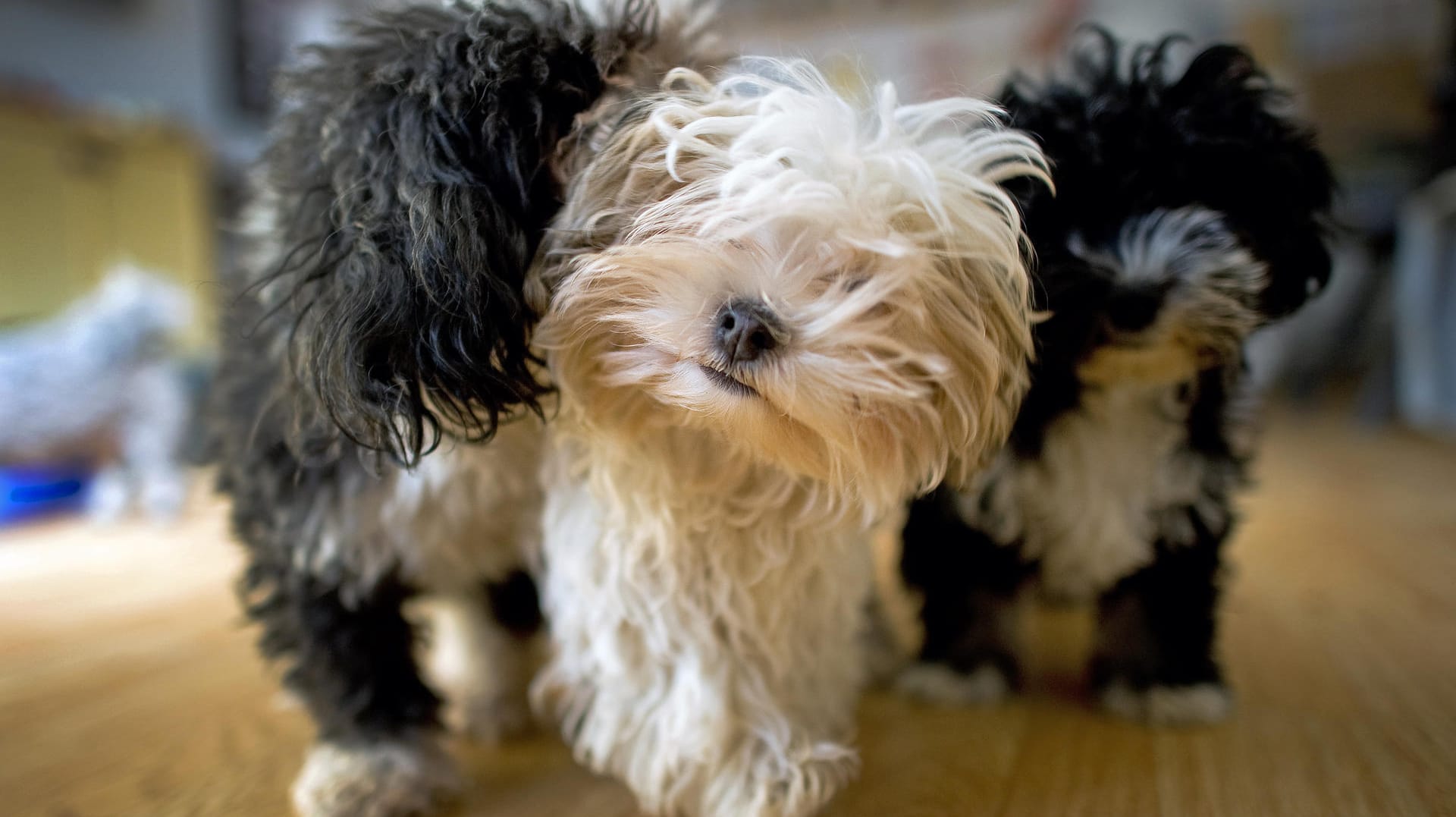 Bolonka Zwetna: Die Hunde sind klein und wuschelig und stehen auf der Niedlichkeitsskala weit oben.