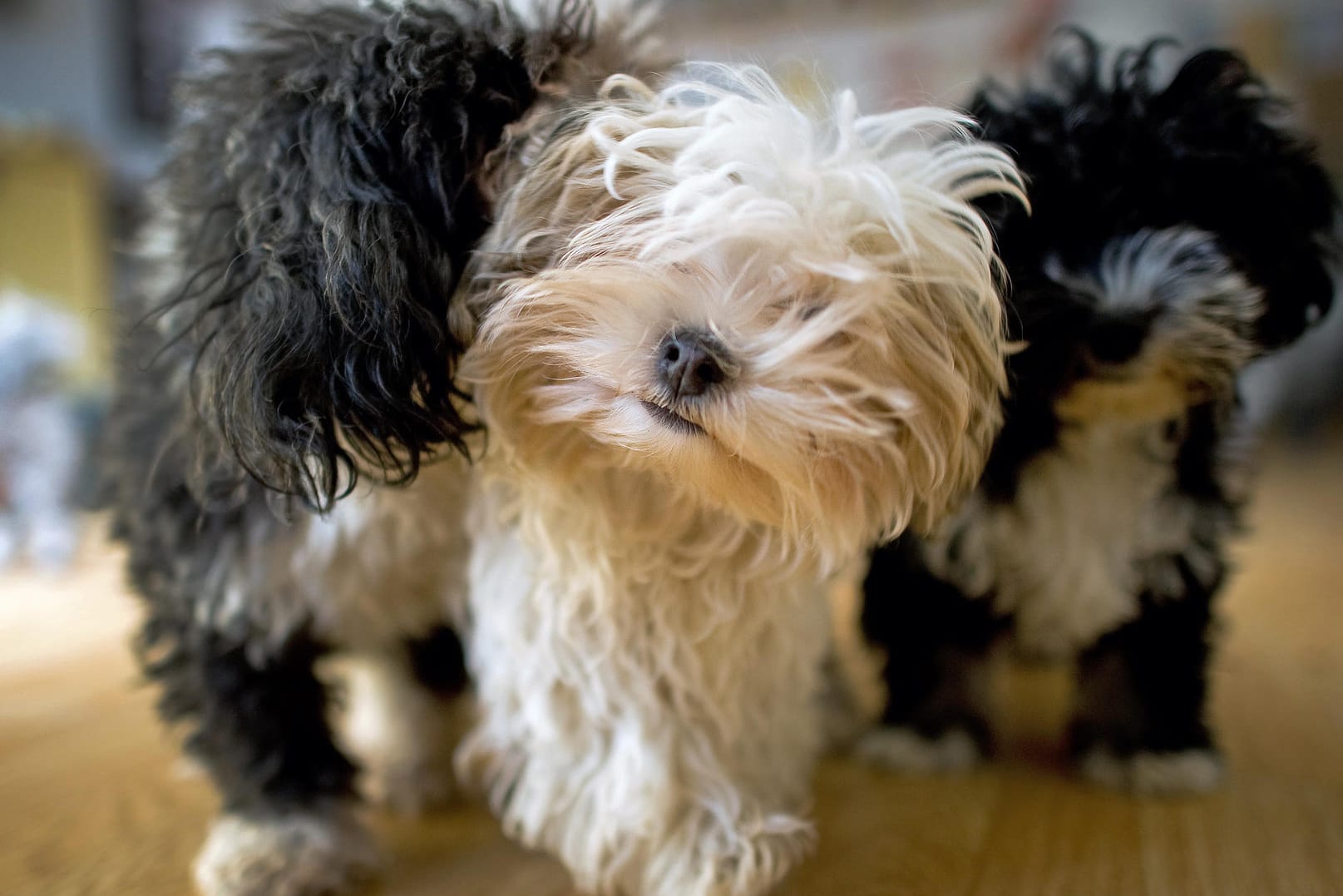 Bolonka Zwetna: Die Hunde sind klein und wuschelig und stehen auf der Niedlichkeitsskala weit oben.