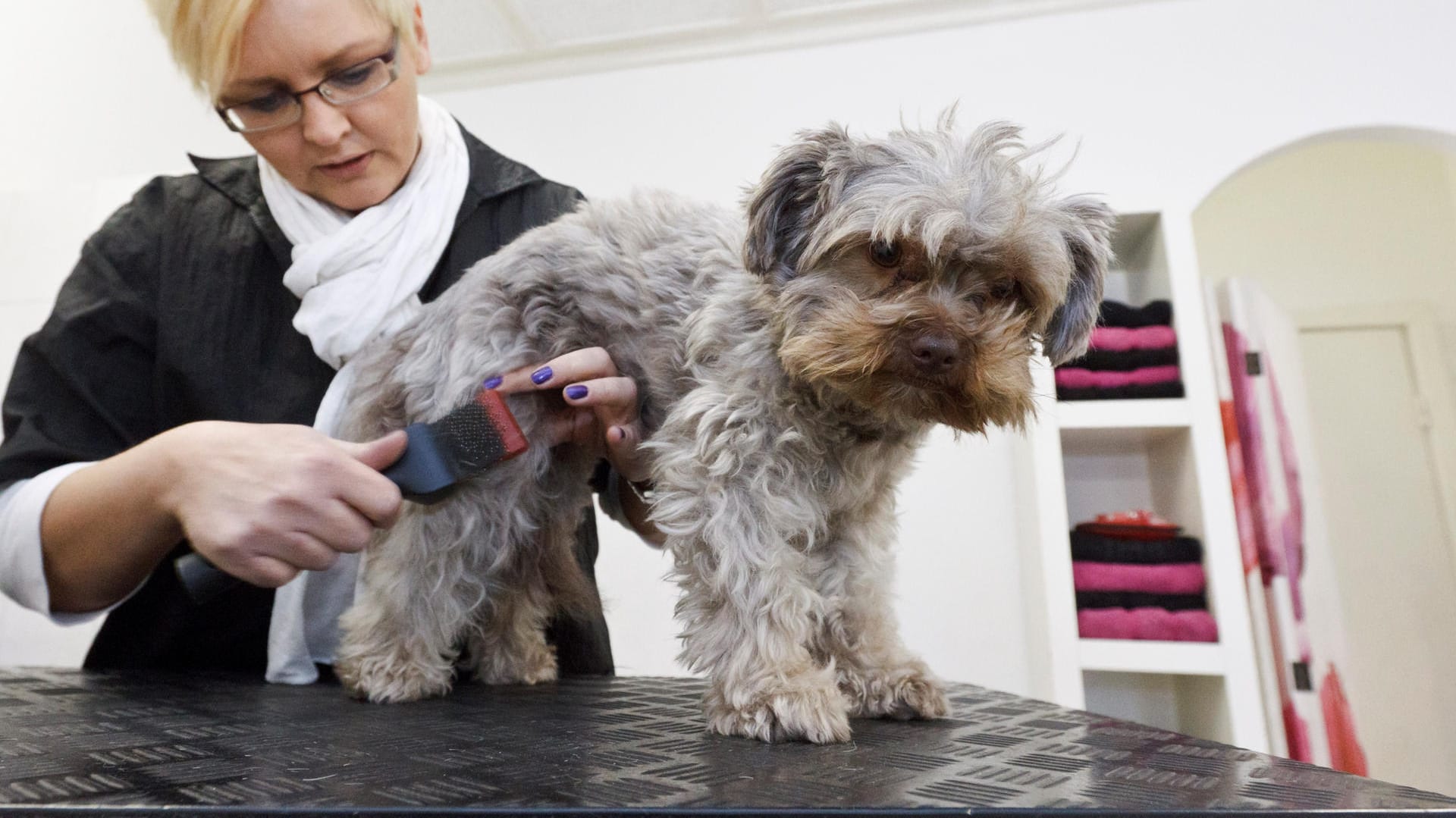 Bolonka Zwetna: Nur ab und zu muss der Hundefriseur das Fell in Form bringen.