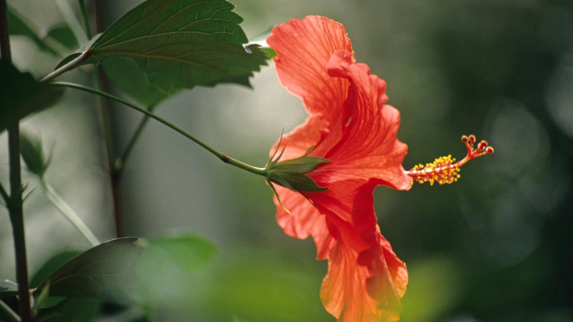 Rosen-Eibisch (Hibiscus rosa-sinensis): Er mag es im Winter hell und eher kühl.