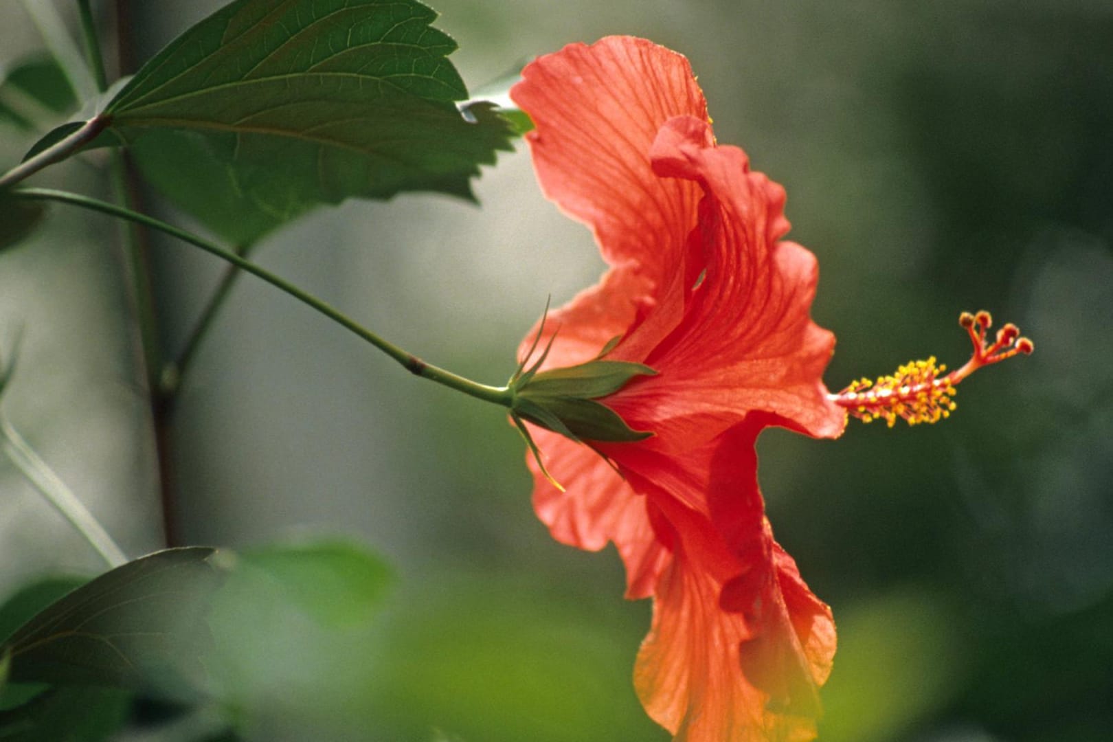 Rosen-Eibisch (Hibiscus rosa-sinensis): Er mag es im Winter hell und eher kühl.