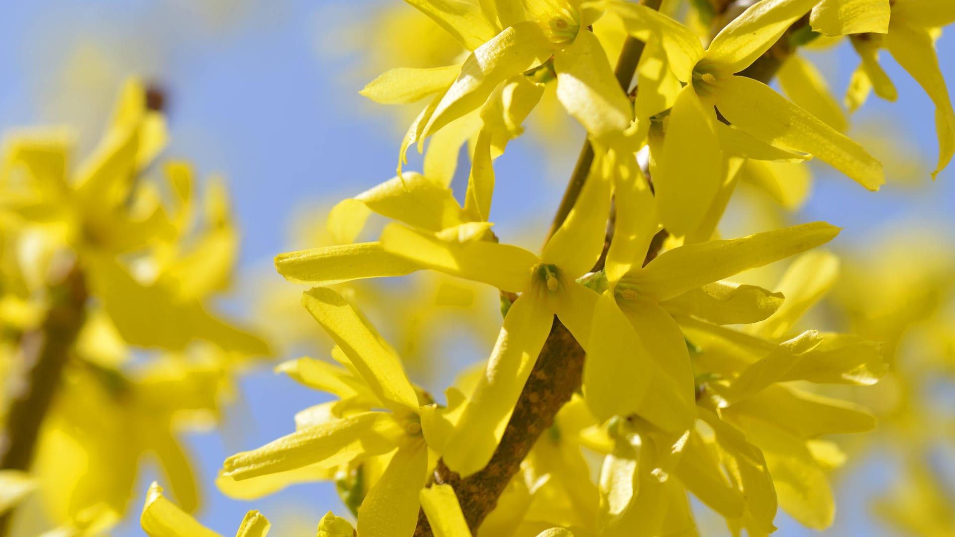 Forsythienzweig: Der Strauch blüht besonders zeitig im Frühjahr.