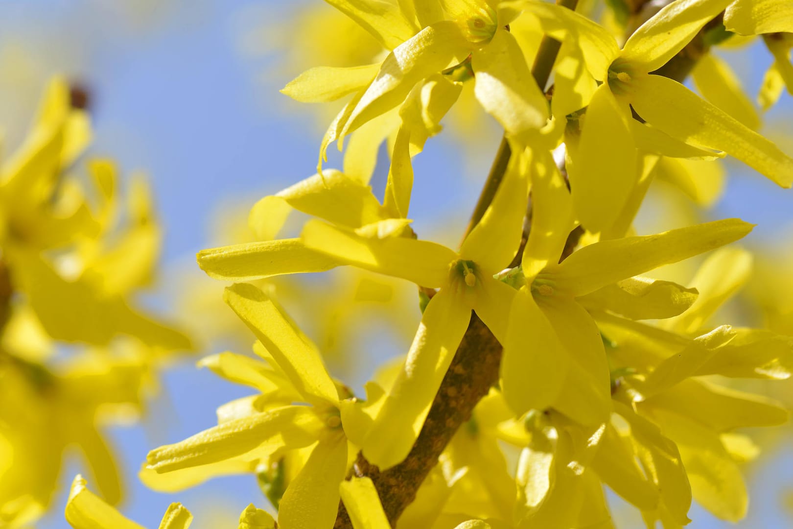 Forsythienzweig: Der Strauch blüht besonders zeitig im Frühjahr.