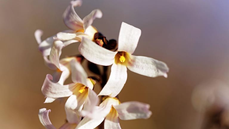 Schneeforsythie (Abeliophylium distichum): Sie punktet mit weißen Blüten.