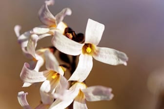 Schneeforsythie (Abeliophylium distichum): Sie punktet mit weißen Blüten.