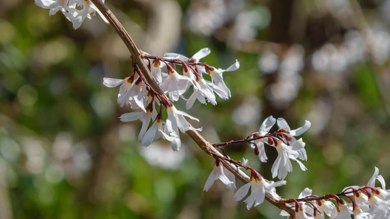 Schneeforsythie (Abeliophyllum distichum): Sie ist ein eher seltener Frühjahrsblüher.