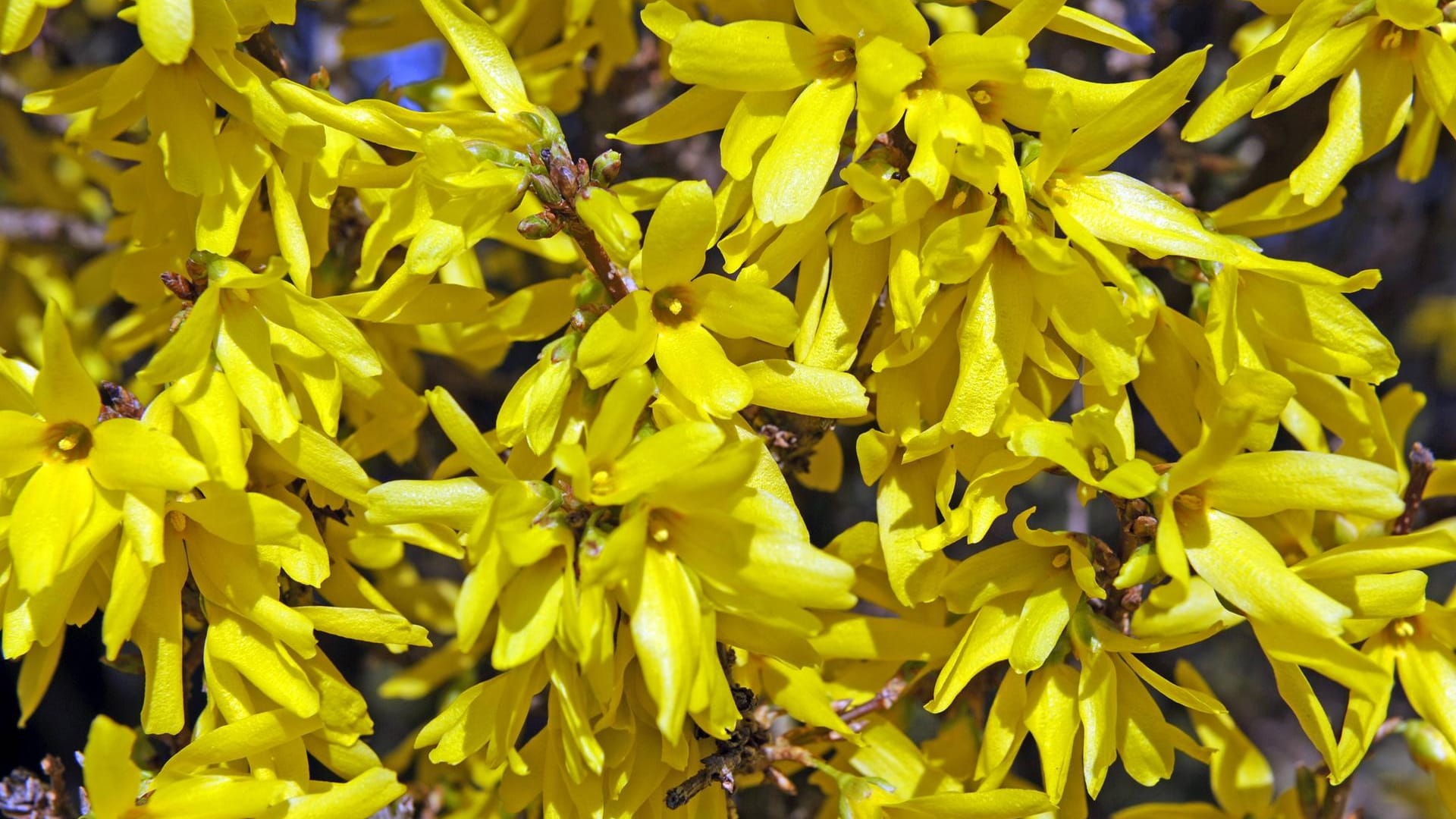 Forsythie (Forsythia intermedia): Die Sorte 'Spectabilis' blüht von März bis April.