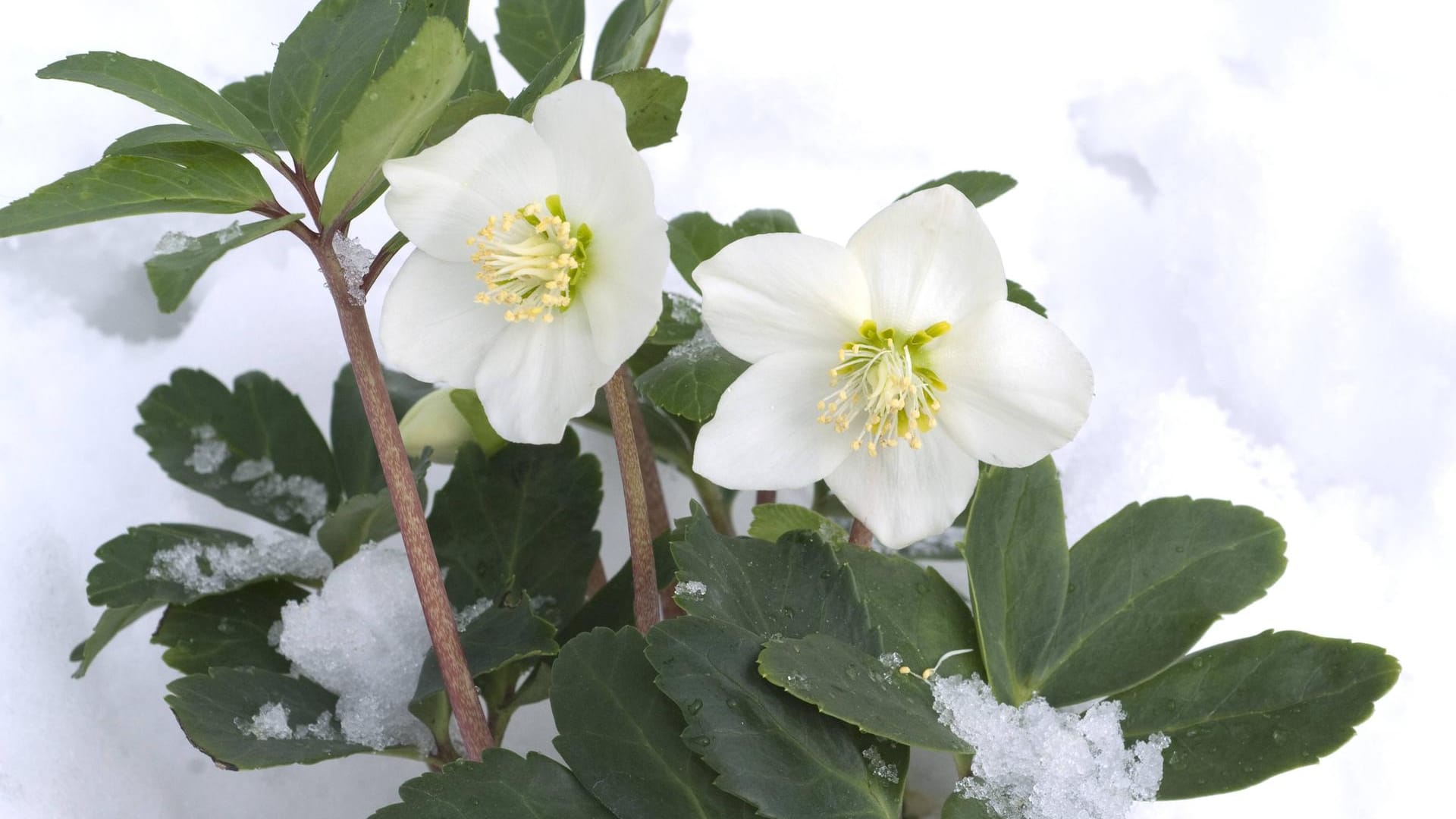 Christrose (Helleborus niger): Sie blüht auch in den Wintermonaten.