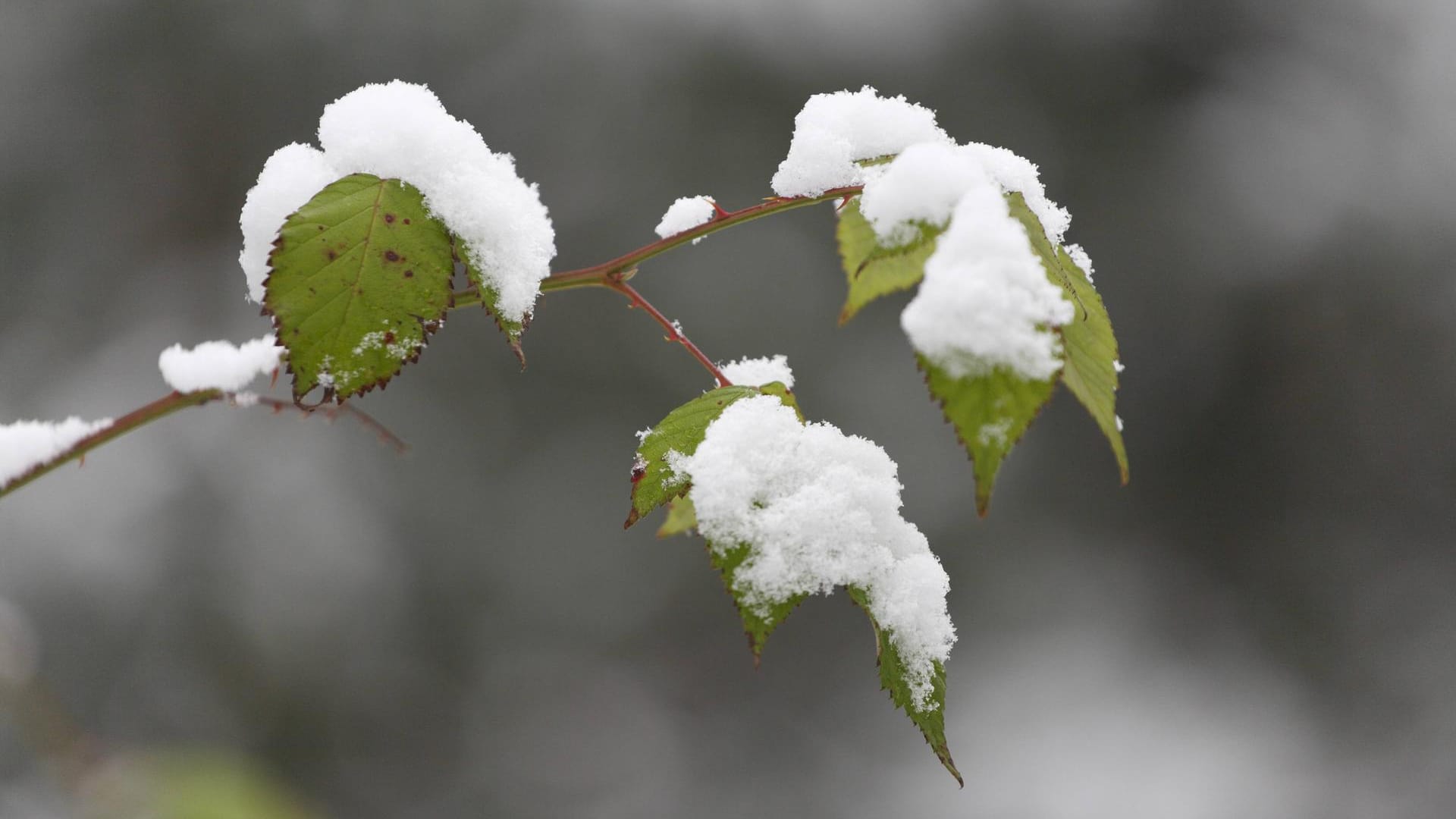 Brombeerstrauch: Er wird im Spätwinter, ab Ende Februar zurückgeschnitten.