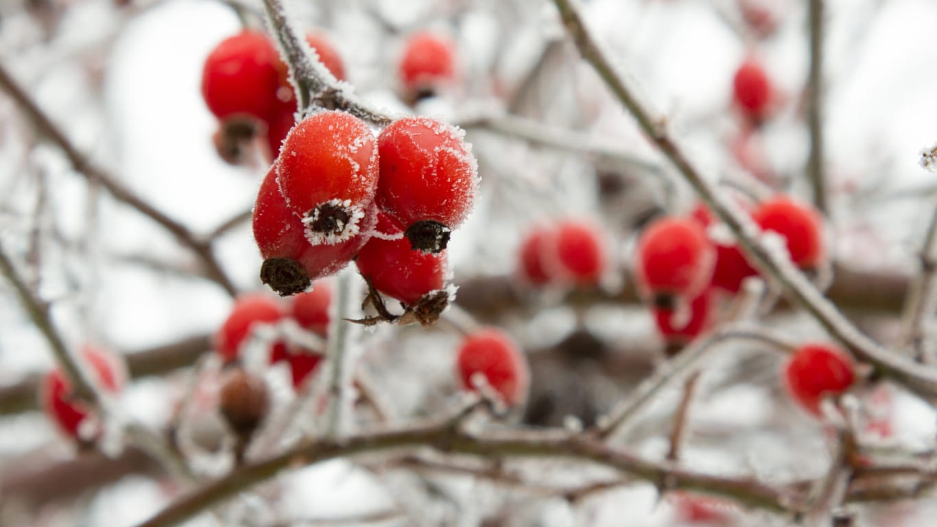 Hagebutten: Die Früchte bleiben oft den ganzen Winter am Strauch.