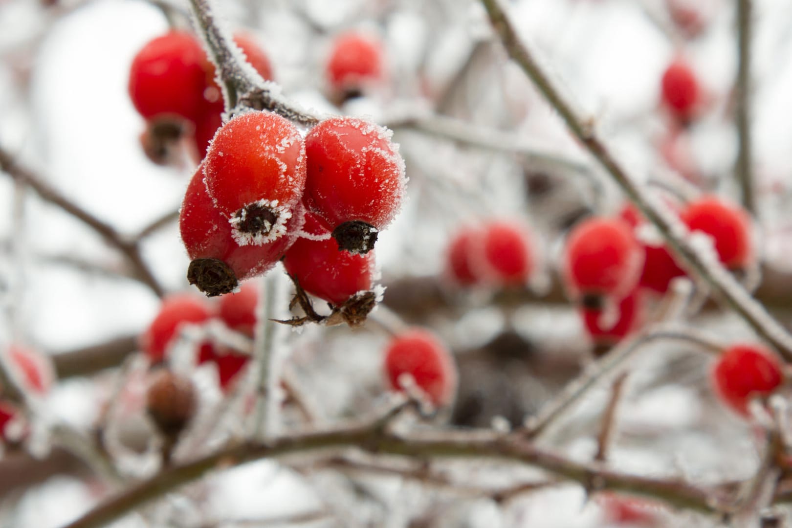 Hagebutten: Die Früchte bleiben oft den ganzen Winter am Strauch.