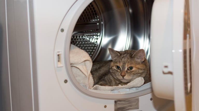 Wäschetrockner: Neben Katzen gehören auch ausgewählte Kleidungsstücke nicht in das Gerät.