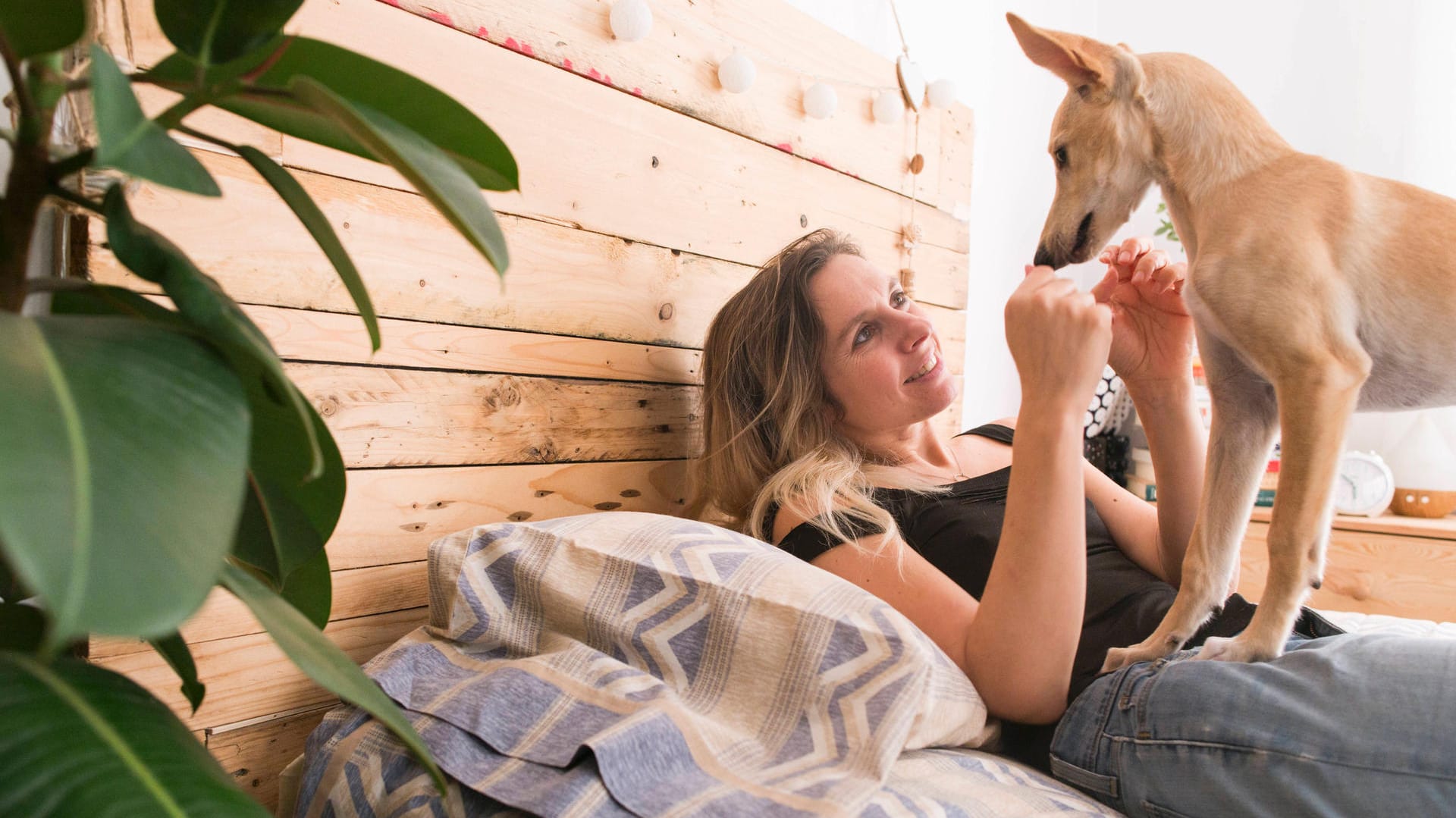 Schlafzimmer: Die Pflanze sorgt für gute Luft, der Hund bringt Spaß und gute Laune.