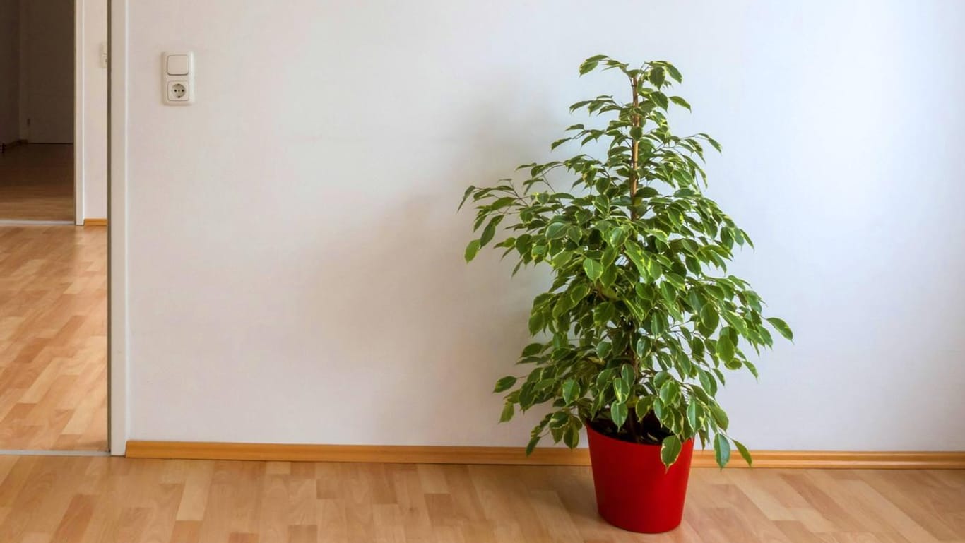 Birkenfeige: Der Kleinblättrige Gummibaum (Ficus benjamina, Ficus benjamini) sollte einen festen Standort in der Wohnung haben.