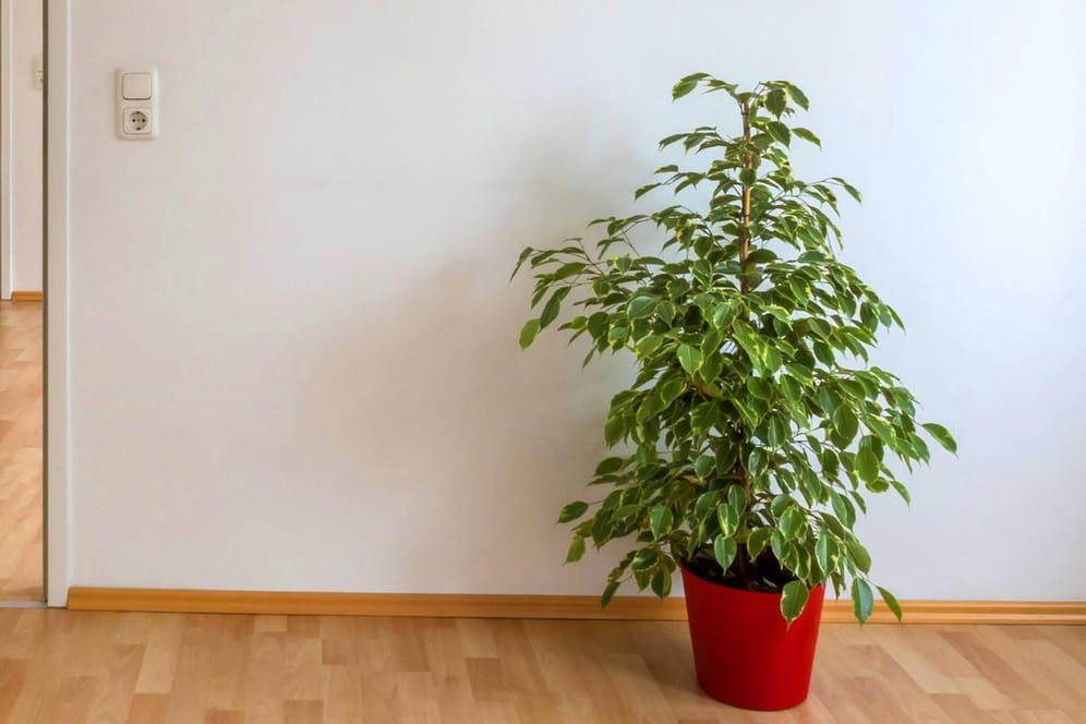 Birkenfeige: Der Kleinblättrige Gummibaum (Ficus benjamina, Ficus benjamini) sollte einen festen Standort in der Wohnung haben.