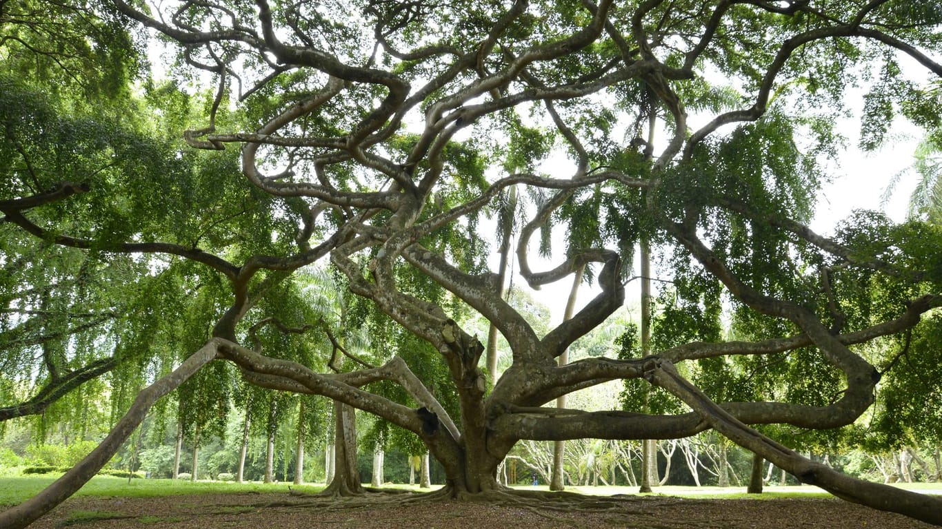Birkenfeige: Im Royal Botanical Gardens in Sri Lanka ist ein besonders großer Ficus benjamina zu sehen.