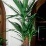 Yucca-Palme: Fehler vermeiden – So gießen Sie die Pflanze richtig
