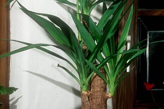 Riesen-Palmlilie (Yucca elephantipes): Ursprünglich stammt sie aus Mittelamerika.