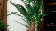 Yucca-Palme: Fehler vermeiden – So gießen Sie die Pflanze richtig