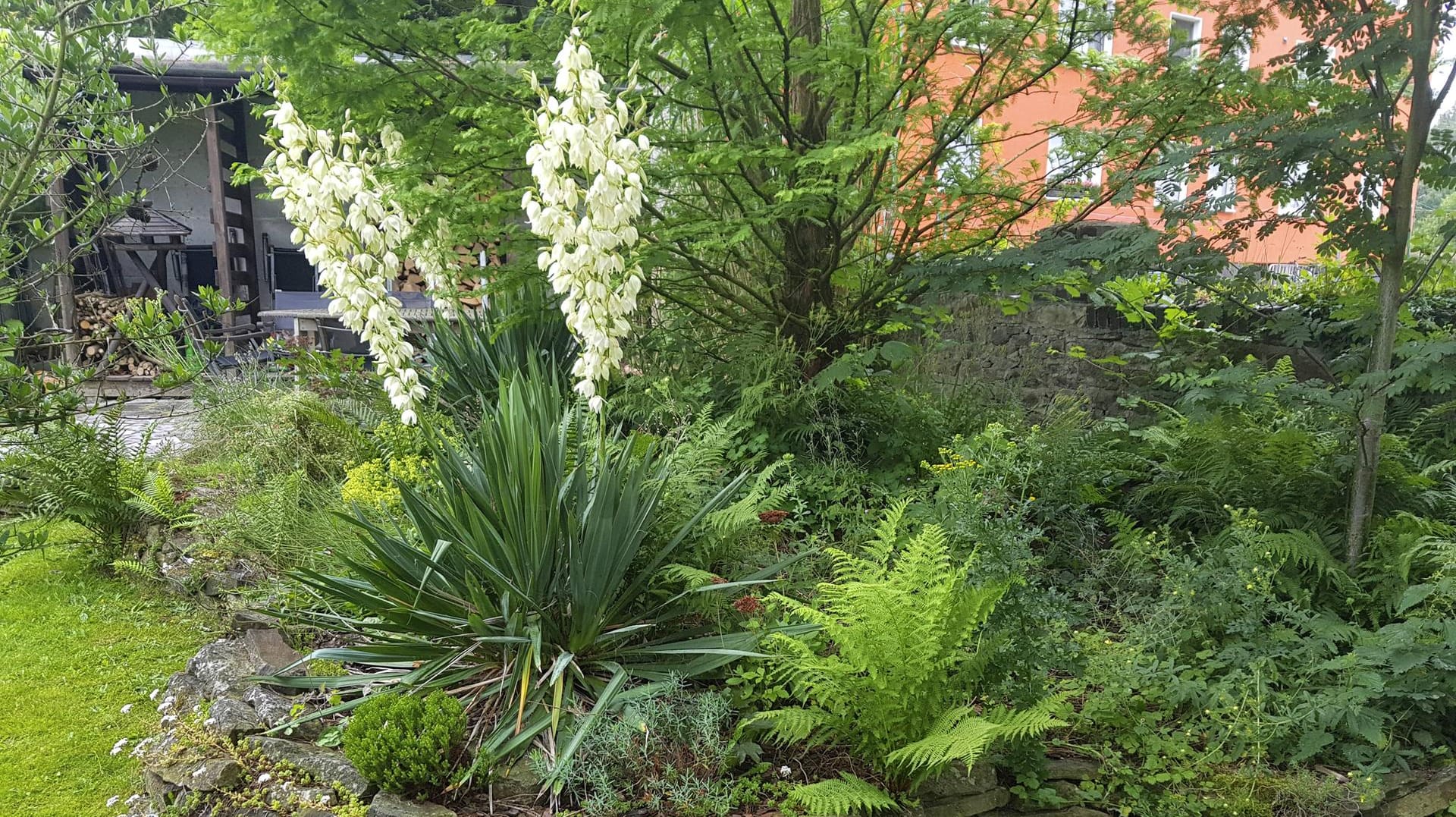 Fädige Palmlilie (Yucca filamentosa): Die Immergrüne wird auch Garten-Yucca genannt.