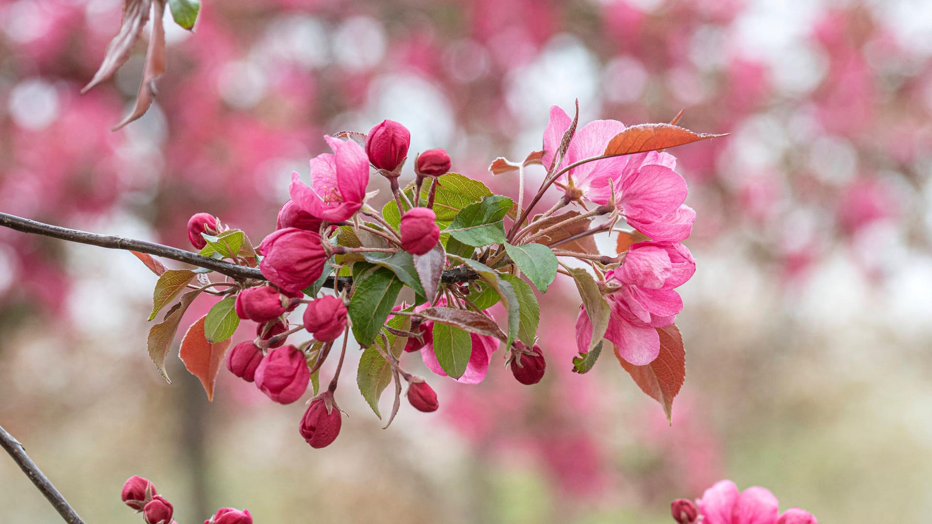 Zierapfel (Malus): Die Sorte 'Rudolph' blüht von Mai bis Juni in Rosarot.