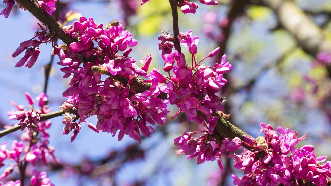 Gewöhnlicher Judasbaum (Cercis siliquastrum): Seine rosafarbenen Blüten wachsen mitunter direkt am Stamm.