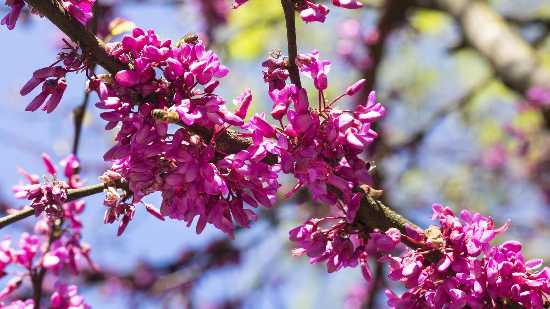 Judasbaum Exotische Zierde für den Garten