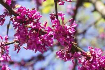 Gewöhnlicher Judasbaum (Cercis siliquastrum): Seine rosafarbenen Blüten wachsen mitunter direkt am Stamm.