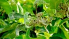 Apfelmehltau (Podosphaera leucotricha): Er befällt die Blätter und Triebe des Apfels.