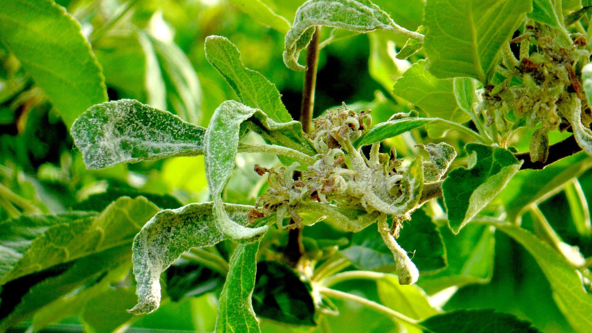 Apfelmehltau (Podosphaera leucotricha): Er befällt die Blätter und Triebe des Apfels.