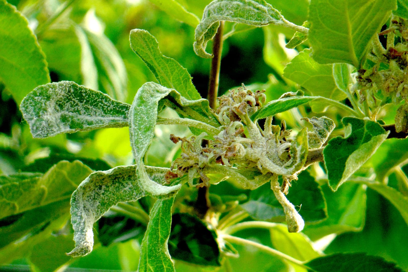 Apfelmehltau (Podosphaera leucotricha): Er befällt die Blätter und Triebe des Apfels.