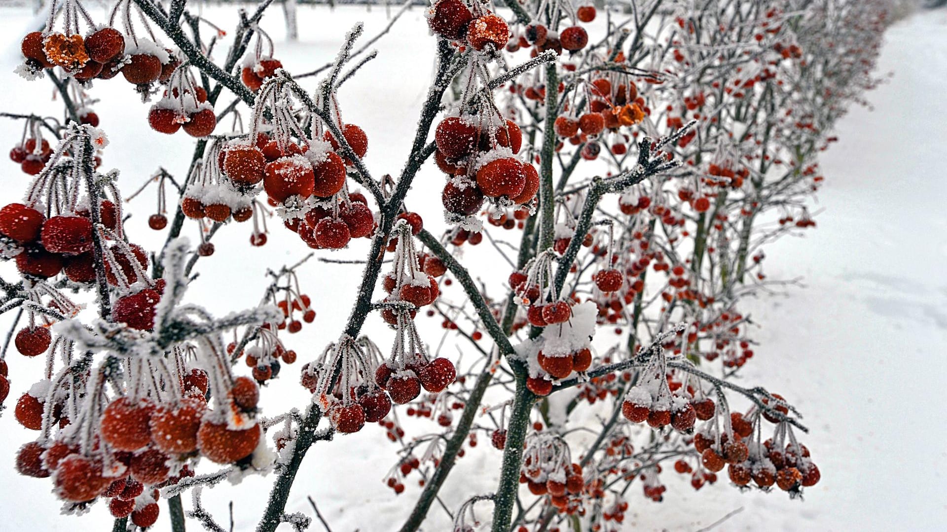 Zierapfel (Malus): Die Sorte 'Evereste' dient hier als Heckenzaun.