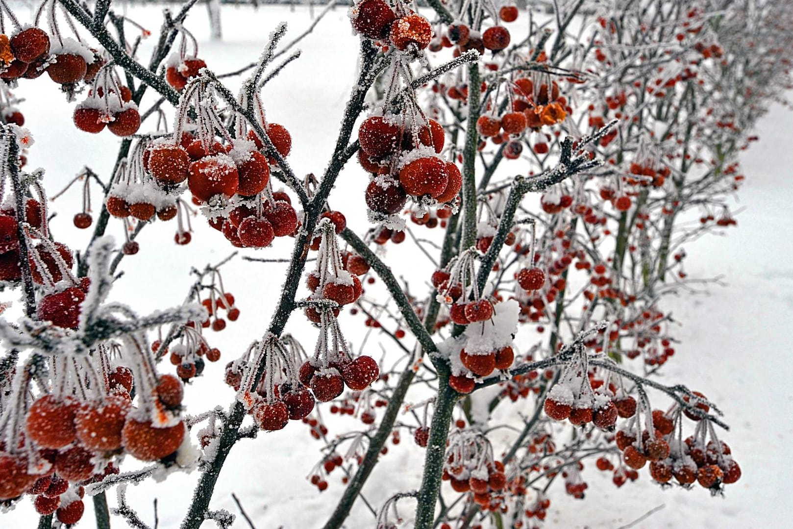 Zierapfel (Malus): Die Sorte 'Evereste' dient hier als Heckenzaun.