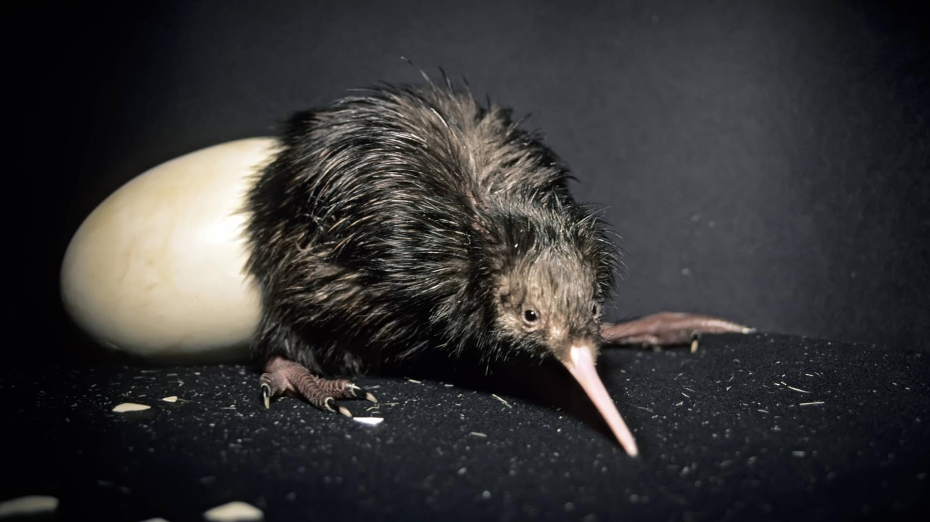 Frisch aus dem Ei geschlüpft: Ein Kiwi-Küken.