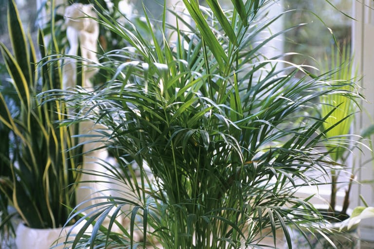 Goldfruchtpalme (Dypsis lutescens)